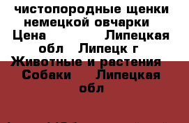 чистопородные щенки немецкой овчарки › Цена ­ 25 000 - Липецкая обл., Липецк г. Животные и растения » Собаки   . Липецкая обл.